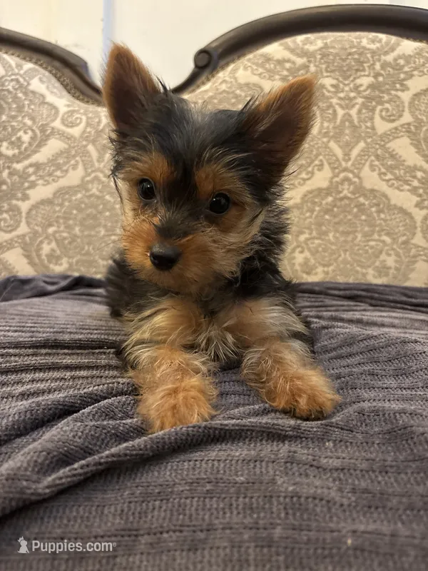 Cami (free delivery to Chicago  – Yorkshire Terrier puppy for sale in Chicago, IL