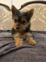 Cami (free delivery to Chicago , a female Yorkshire Terrier for sale in Chicago, IL – 2 of 9