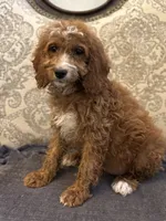 Sara , a female Miniature Goldendoodle for sale in Chicago, IL – 10 of 10