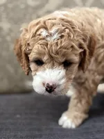 Alvin (free delivery to Chicago , a male Cavapoo and Cavalier King Charles Spaniel for sale in Chicago, IL – Photo 4 of 5