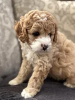 Alvin (free delivery to Chicago , a male Cavapoo and Cavalier King Charles Spaniel for sale in Chicago, IL – Photo 1 of 5