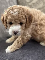 Alvin (free delivery to Chicago , a male Cavapoo and Cavalier King Charles Spaniel for sale in Chicago, IL – Photo 5 of 5