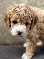 Alvin (free delivery to Chicago , a male Cavapoo and Cavalier King Charles Spaniel for sale in Chicago, IL – Photo 3 of 5