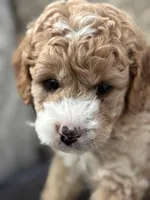 Alvin (free delivery to Chicago , a male Cavapoo and Cavalier King Charles Spaniel for sale in Chicago, IL – Photo 2 of 5