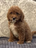 Princess Diana(free delivery to Chicago area, a female Poodle - Miniature  and Miniature Goldendoodle for sale in Chicago, IL – 5 of 10