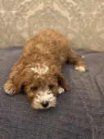 Nemo (free delivery to Chicago , a male Miniature Goldendoodle for sale in Chicago, IL – 6 of 7