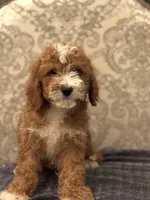Norman(free delivery to Chicago area, a male Miniature Goldendoodle for sale in Chicago, IL – 5 of 9