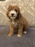 Nemo (free delivery to Chicago , a male Miniature Goldendoodle for sale in Chicago, IL – 2 of 7