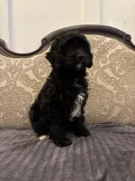 Alvin(free delivery to Chicago area, a male Cavapoo for sale in Chicago, IL – 3 of 9