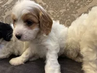 Victoria , a female Cavapoo for sale in Chicago, IL – Photo 2 of 4