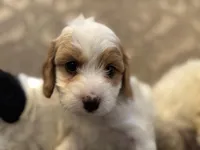 Victoria , a female Cavapoo for sale in Chicago, IL – Photo 1 of 4