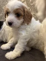 Victoria , a female Cavapoo for sale in Chicago, IL – Photo 3 of 4