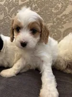 Victoria , a female Cavapoo for sale in Chicago, IL – Photo 4 of 4