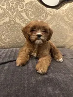 Amanda(free delivery to Chicago area, a female Cavapoo for sale in Chicago, IL – 3 of 10