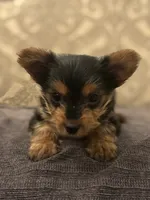 Cami (free delivery to Chicago , a female Yorkshire Terrier for sale in Chicago, IL – 8 of 10