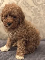 Cami(free delivery to Chicago area, a female Miniature Goldendoodle for sale in Chicago, IL – 5 of 8
