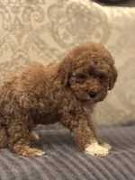 Cami(free delivery to Chicago area, a female Miniature Goldendoodle for sale in Chicago, IL – 4 of 8