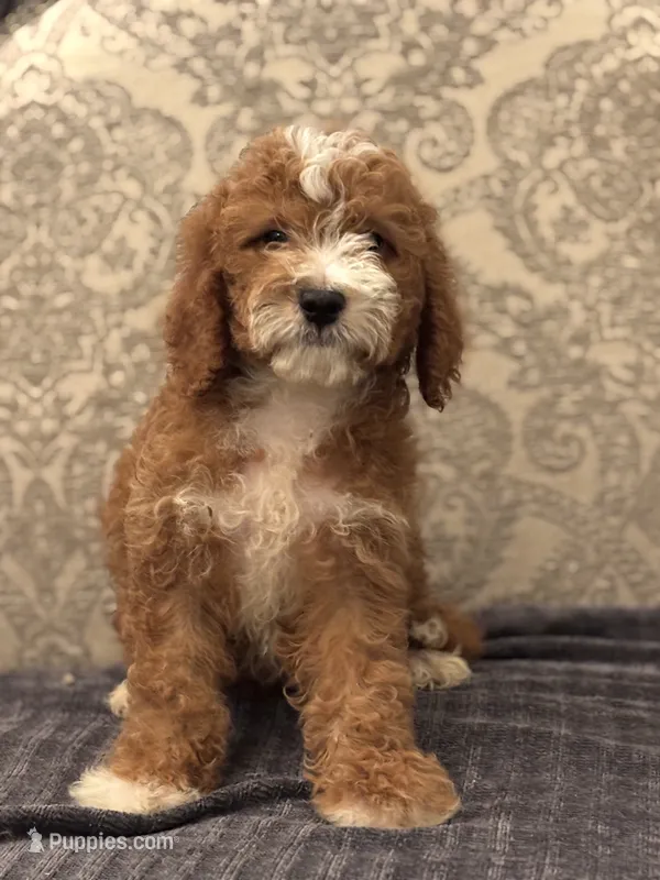 Norman(free delivery to Chicago area – Miniature Goldendoodle puppy for sale in Chicago, IL