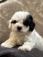 Nemo (free delivery to Chicago , a male Coton de Tulear and Cavalier King Charles Spaniel for sale in Chicago, IL – 3 of 10
