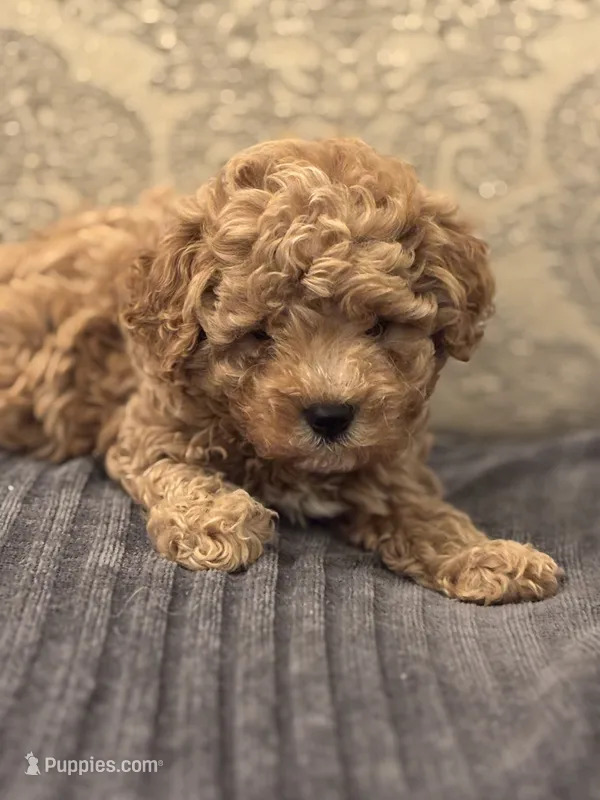 Fonzie(free delivery to Chicago area  – Cavapoo puppy for sale in Chicago, IL