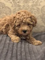 Fonzie(free delivery to Chicago area , a male Cavapoo for sale in Chicago, IL – 2 of 8