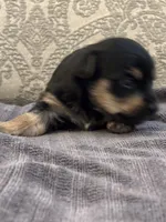 Nemo, a male Yorkipoo and Yorkshire Terrier for sale in Chicago, IL – 6 of 7