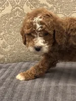 Norman(free delivery to Chicago area, a male Miniature Goldendoodle for sale in Chicago, IL – 6 of 9