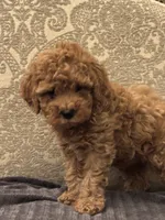April(free delivery to Chicago area , a female Cavapoo for sale in Chicago, IL – 4 of 8