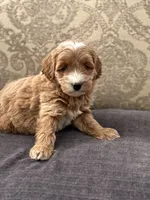 Joey, a male Cavapoo and Cavalier King Charles Spaniel for sale in Chicago, IL – 5 of 7