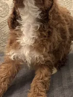 Norman(free delivery to Chicago area, a male Miniature Goldendoodle for sale in Chicago, IL – 9 of 9