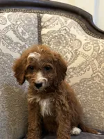 Sara (free delivery to Chicago , a female Miniature Goldendoodle for sale in Chicago, IL – 4 of 6
