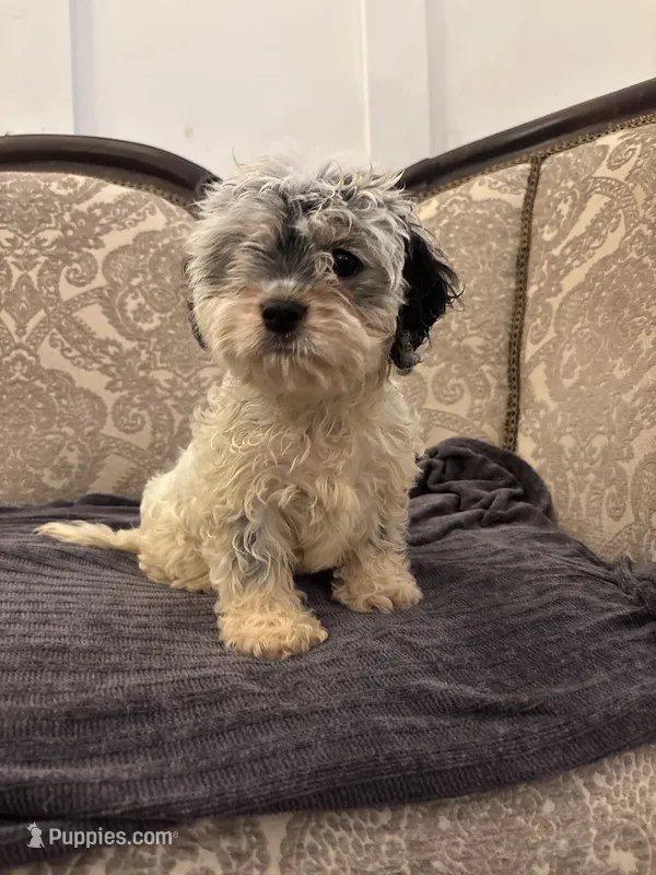 Emily (free delivery to Chicago area – Coton de Tulear, Cavalier King Charles Spaniel puppy for sale in Chicago, IL