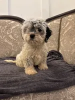 Emily (free delivery to Chicago area, a female Cavalier King Charles Spaniel for sale in Chicago, IL – 2 of 9