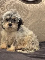 Emily , a female Cavalier King Charles Spaniel and Poodle - Toy  for sale in Chicago, IL – 7 of 8