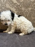 Sofie(free delivery to Chicago area, a female Coton de Tulear and Cavalier King Charles Spaniel for sale in Chicago, IL – 2 of 8