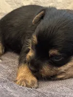 Nemo, a male Yorkipoo and Yorkshire Terrier for sale in Chicago, IL – 7 of 7