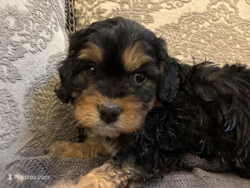 Kelly – Cavapoo puppy for sale in Chicago, IL