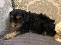 Kelly, a female Cavapoo for sale in Chicago, IL – Photo 3 of 5