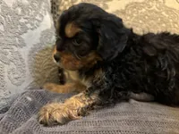 Kelly, a female Cavapoo for sale in Chicago, IL – Photo 2 of 5