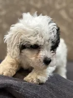 Nemo (free delivery to Chicago , a male Coton de Tulear and Cavalier King Charles Spaniel for sale in Chicago, IL – 4 of 10