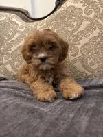 Amanda(free delivery to Chicago area, a female Cavapoo for sale in Chicago, IL – 4 of 10