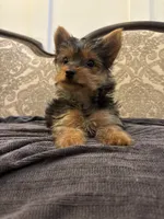 Cami (free delivery to Chicago , a female Yorkshire Terrier for sale in Chicago, IL – 4 of 9