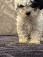 Nemo (free delivery to Chicago , a male Coton de Tulear and Cavalier King Charles Spaniel for sale in Chicago, IL – 10 of 10