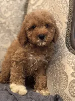 Cami(free delivery to Chicago area, a female Poodle - Miniature  and Miniature Goldendoodle for sale in Chicago, IL – 4 of 9