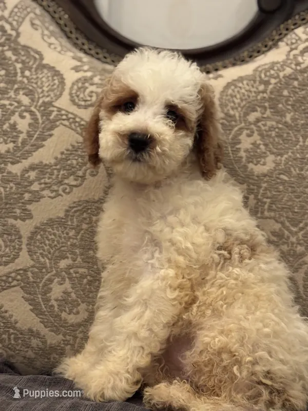 Milly(free delivery to Chicago area – Miniature Goldendoodle puppy for sale in Chicago, IL