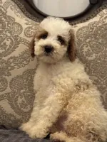 Milly(free delivery to Chicago area, a female Miniature Goldendoodle for sale in Lansing, IL – 4 of 8