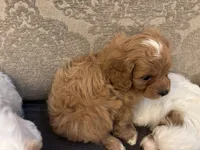 Nemo, a male Cavapoo for sale in Chicago, IL – Photo 4 of 5