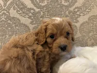 Nemo, a male Cavapoo for sale in Chicago, IL – Photo 5 of 5