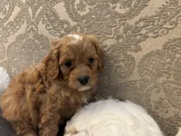 Nemo, a male Cavapoo for sale in Chicago, IL – Photo 3 of 5