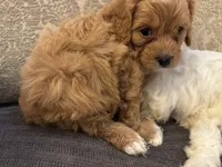 Nemo, a male Cavapoo for sale in Chicago, IL – Photo 2 of 5